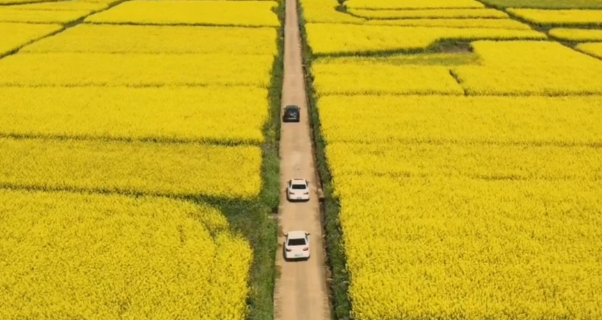 春满花田，一赏美好，不负好时光（春游）