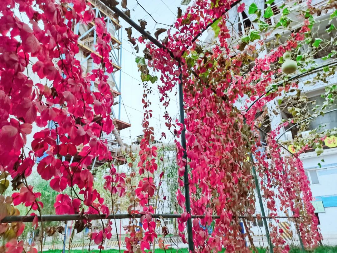 20201109094139780224